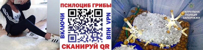 нарко площадка как зайти  Билибино  Галлюциногенные грибы Psilocybe  где купить наркотик 